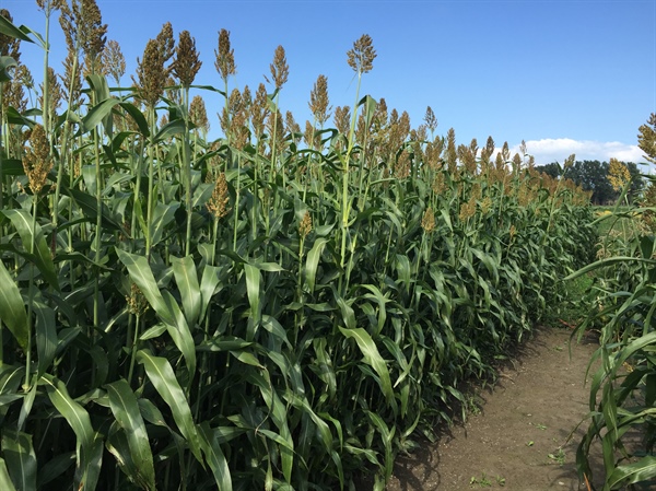 Sorghum als potentieel voedergewas in de melkveehouderij