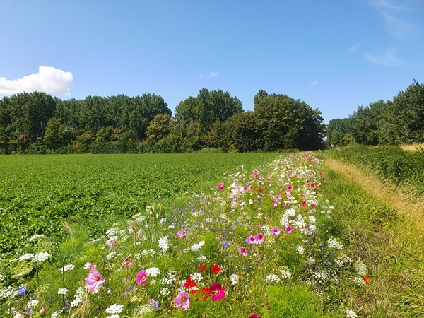 Tips voor een succesvolle akkerrand